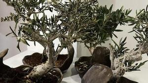 Los bonsáis robados en la Bodega de Can Roca de Girona