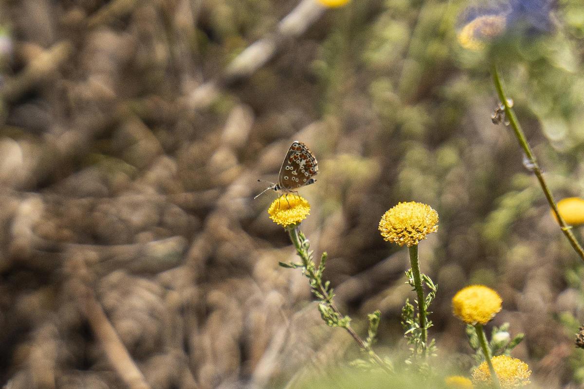 Las mariposas tratan de resistir en entornos metropolitanos degradados