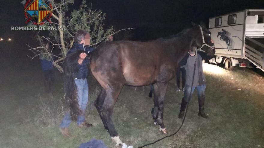 Los Bombers rescatan a un caballo caído a un torrente en Son Reus