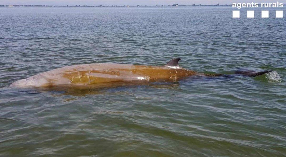 zentauroepp53515179 balena200524110244