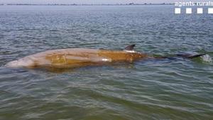 zentauroepp53515179 balena200524110244