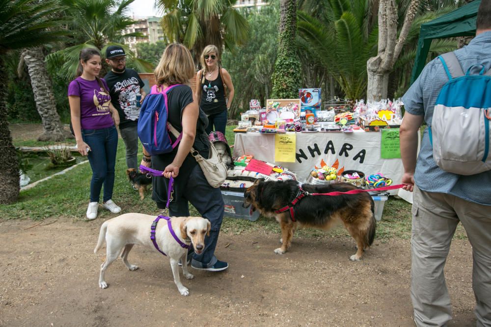 Feria de la adopción de mascotas en Elche