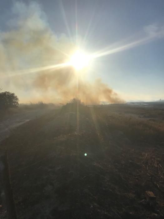 Incendio forestal en el Marjal dels Moros en Sagunt