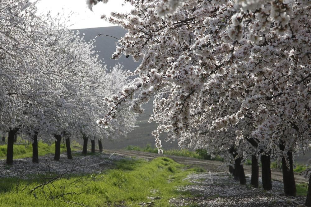 Almendros en flor, un espectáculo de la naturaleza