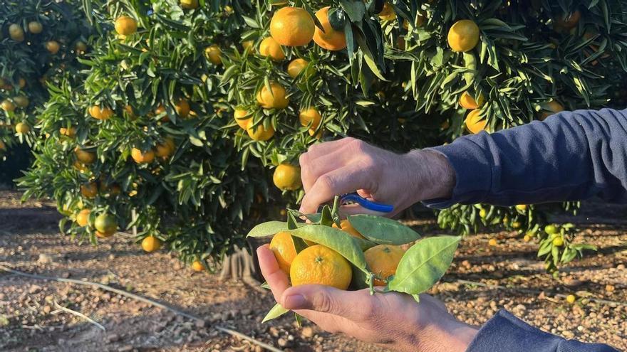 Nuleta llega a los primeros supermercados de Valencia, Cataluña y Baleares