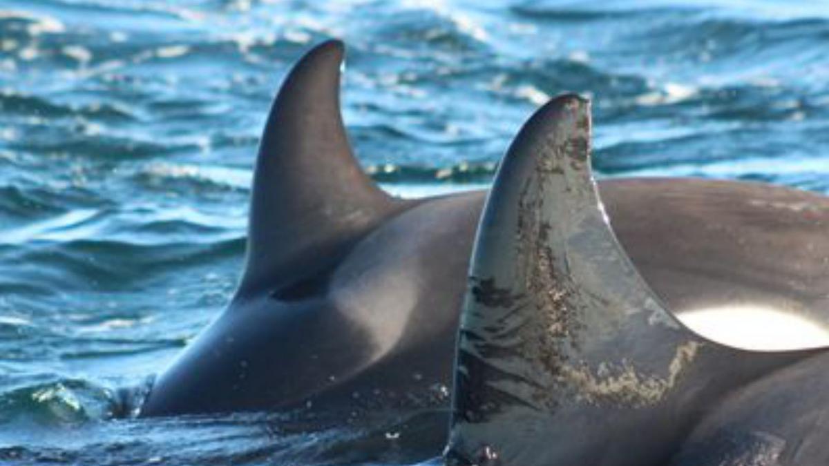 Orcas avistadas en Galicia.