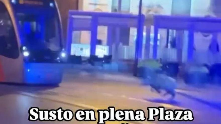 Un jabalí suelto sorprende de madrugada a una Zaragoza en fiestas y hiere a una mujer que estaba en un bar del casco