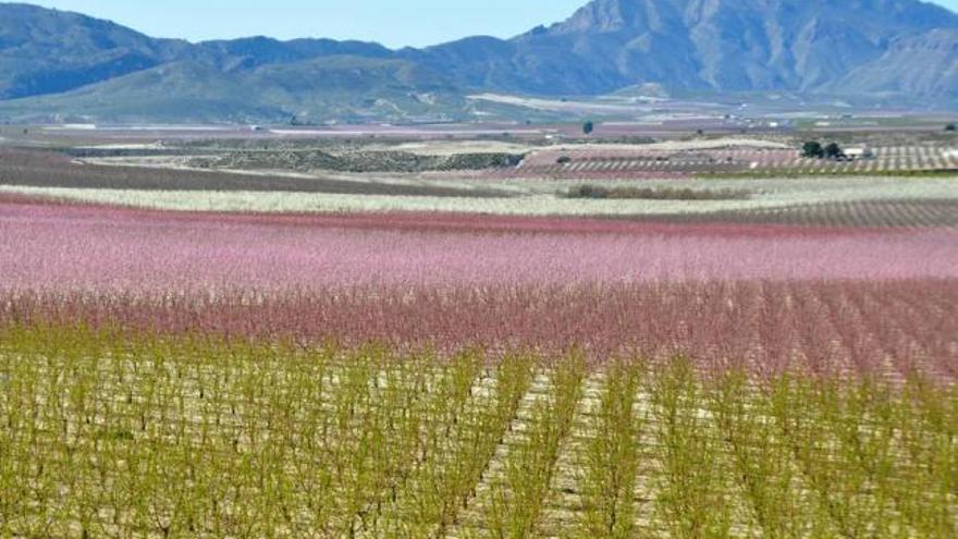 Los objetivos se iluminaron con los distintos tonos de fucsia, rosados y blancos que estos días dominan en los campos de Cieza.