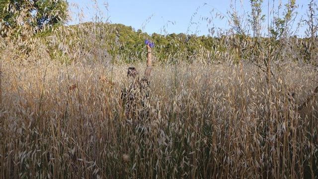 Un bomber camina emmig d’un camp abandonat amb un herbassar que fins i tot el supera en altura.  | EL PERIÓDICO