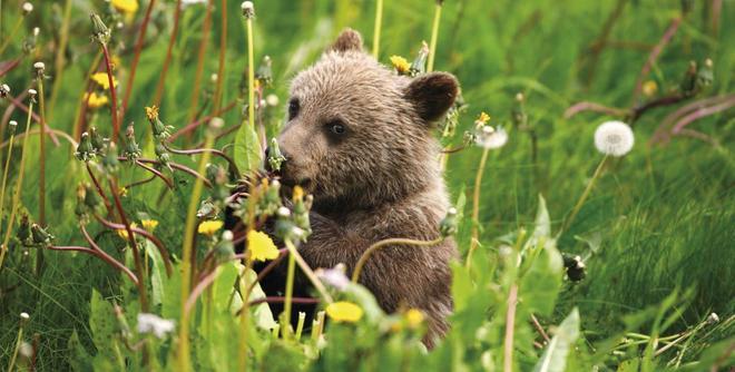 A sow and cub Grizzly Bear along the Haines Highway at the border between British Columbia and the Yukon Territory Canada