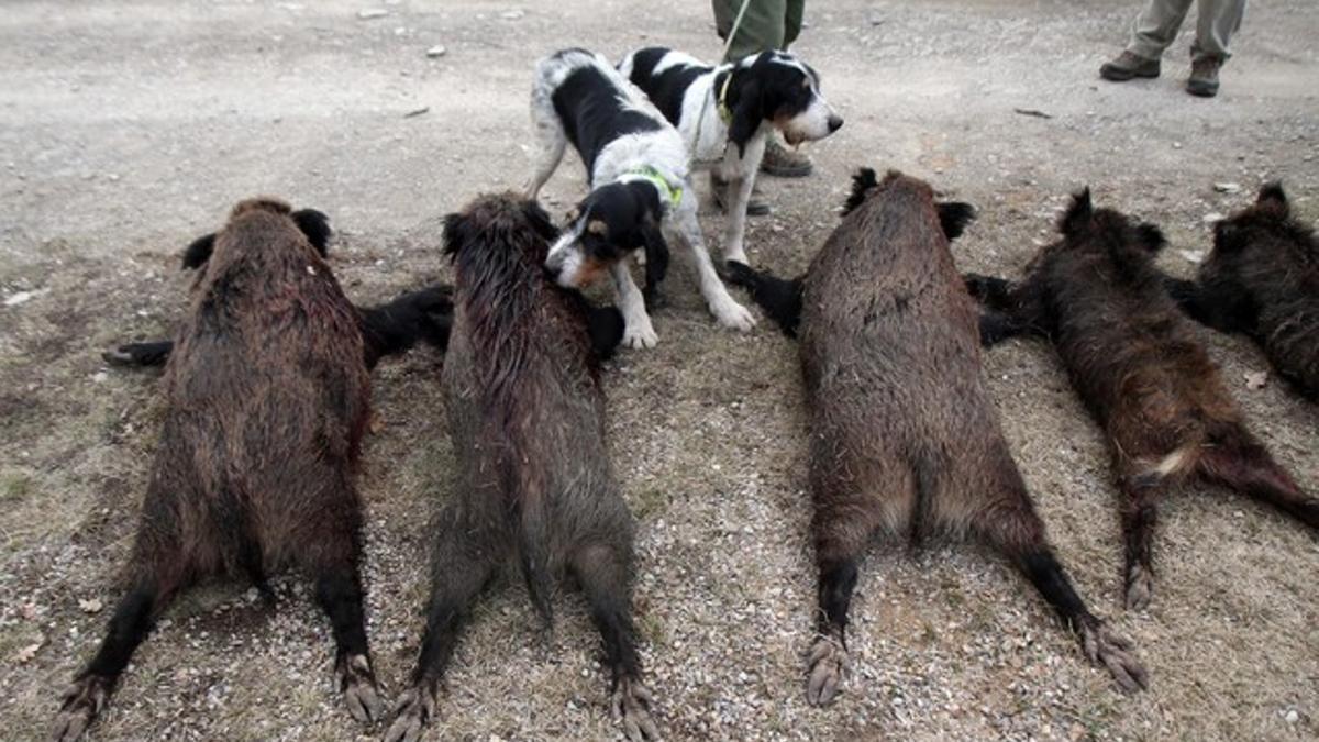 Perros de caza, junto a jabalís abatidos en Albanyà, el año pasado.