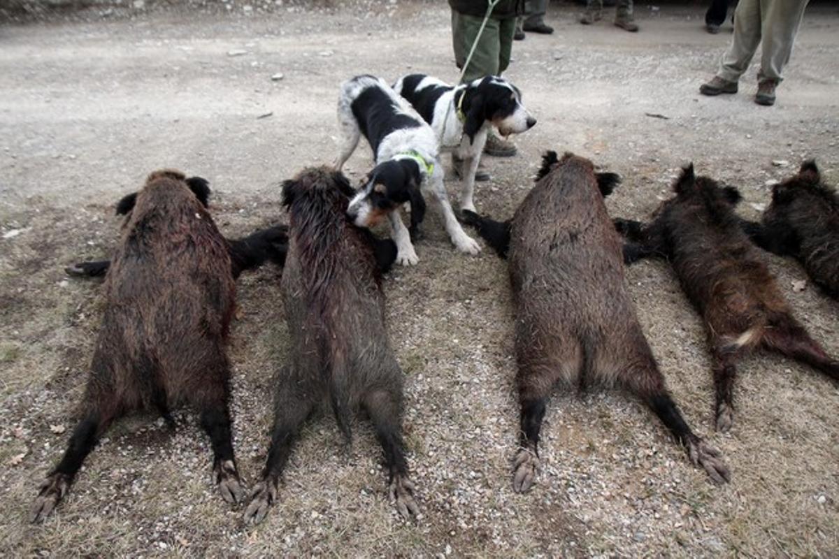 Gossos de caça, amb senglars abatuts a Albanyà, l’any passat.