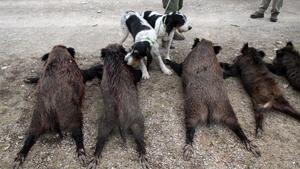 Gossos de caça, amb senglars abatuts a Albanyà, l’any passat.