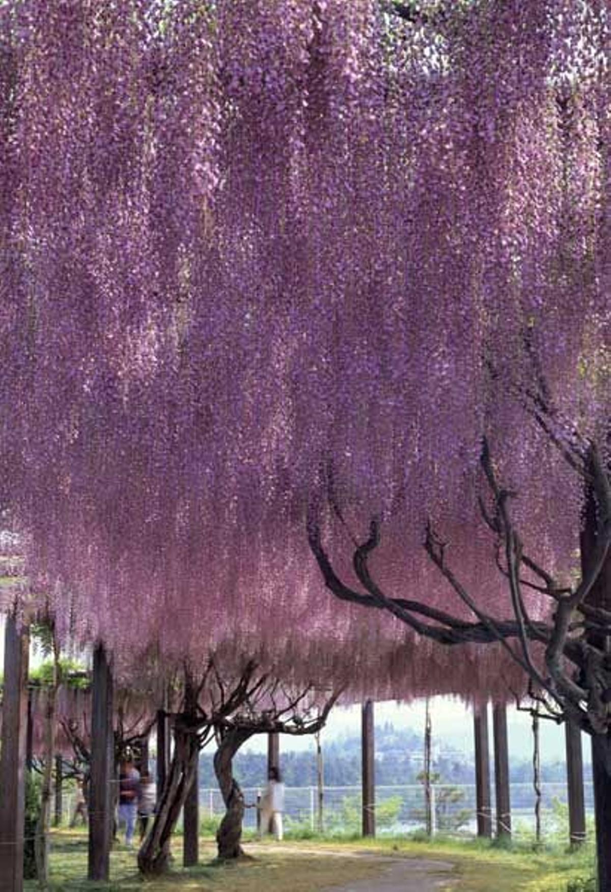 Jardín de Wisteria en la prefectura de Hiroshima, Japón.
