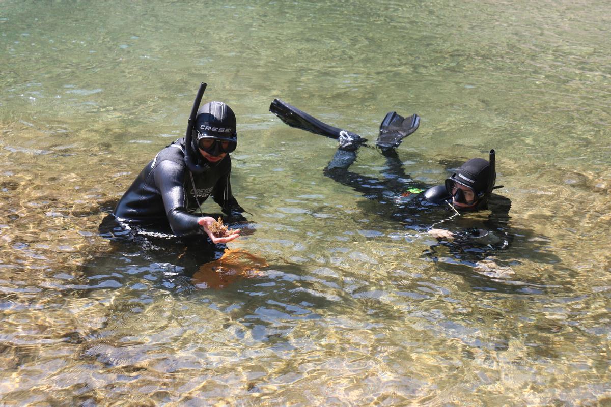 Dos submarinistes del CEAB extraient una alga del fons sorrenc de la Cala Bona de Tossa de Mar