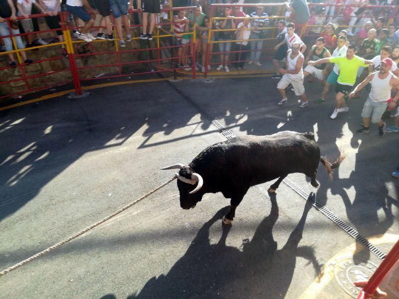 Toro Enmaromado Benavente: "Tapador" se rinde al c