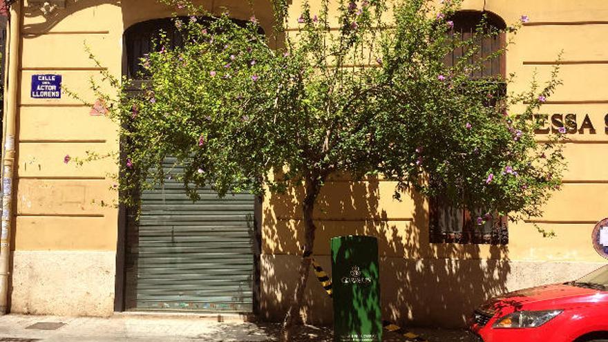 Árbol superviviente a los alcorques en la calle Actor Llorens.