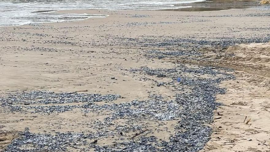 ¿Por qué han aparecido tantas pequeñas medusas en las playas de Cullera y el Perelló?