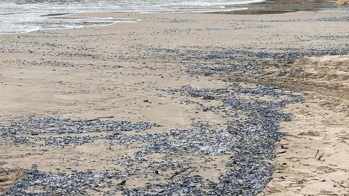 Ejemplares de «Velella velella» que aparecieron la semana pasada en Cullera.