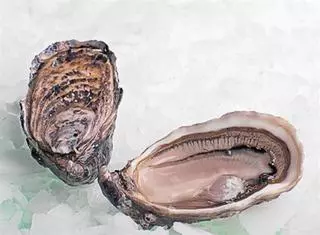 10 tipos de ostras, 10 bocados de mar distintos