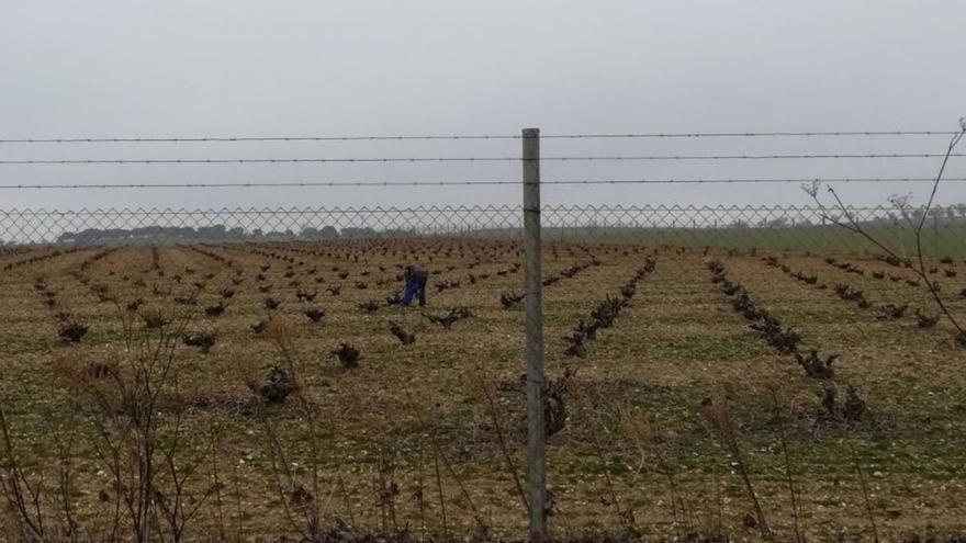 Un viticultor poda una parcela cultivada con viñedo amparada por la Denominación de Origen. | M. J. C.