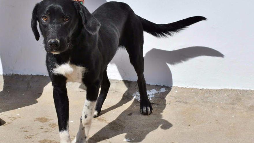 Mogán busca dueños para sus perros abandonados