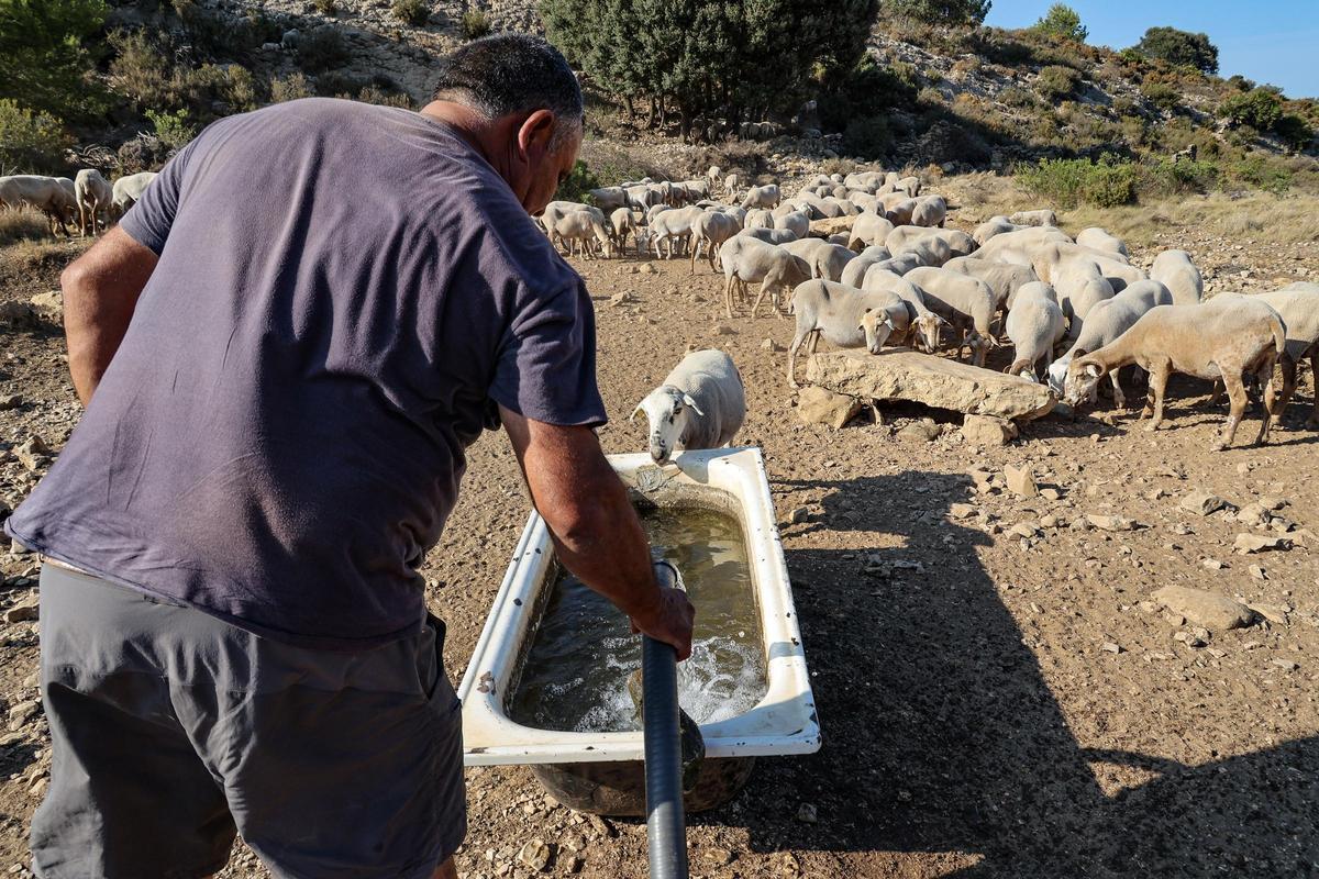 Llegan las primeras cubas de agua para el ganado de la provincia de Alicante