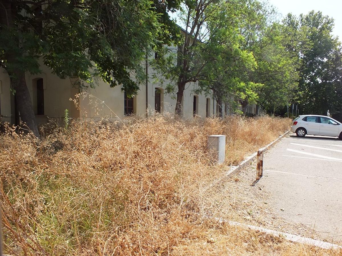Matorral seco en el entorno de la Gerencia de Urbanismo de Córdoba.