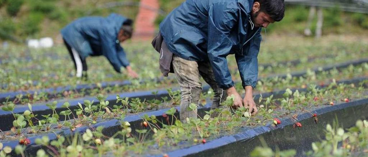 La explotación de la familia Touceda se quedará en junio sin los dos trabajadores actuales y solicitó doce. // Bernabé/Javier Lalín