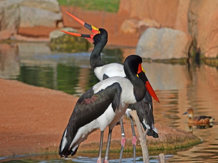 Bioparc València, reconocido como unos de los mejores parques de animales del mundo según National Geographic