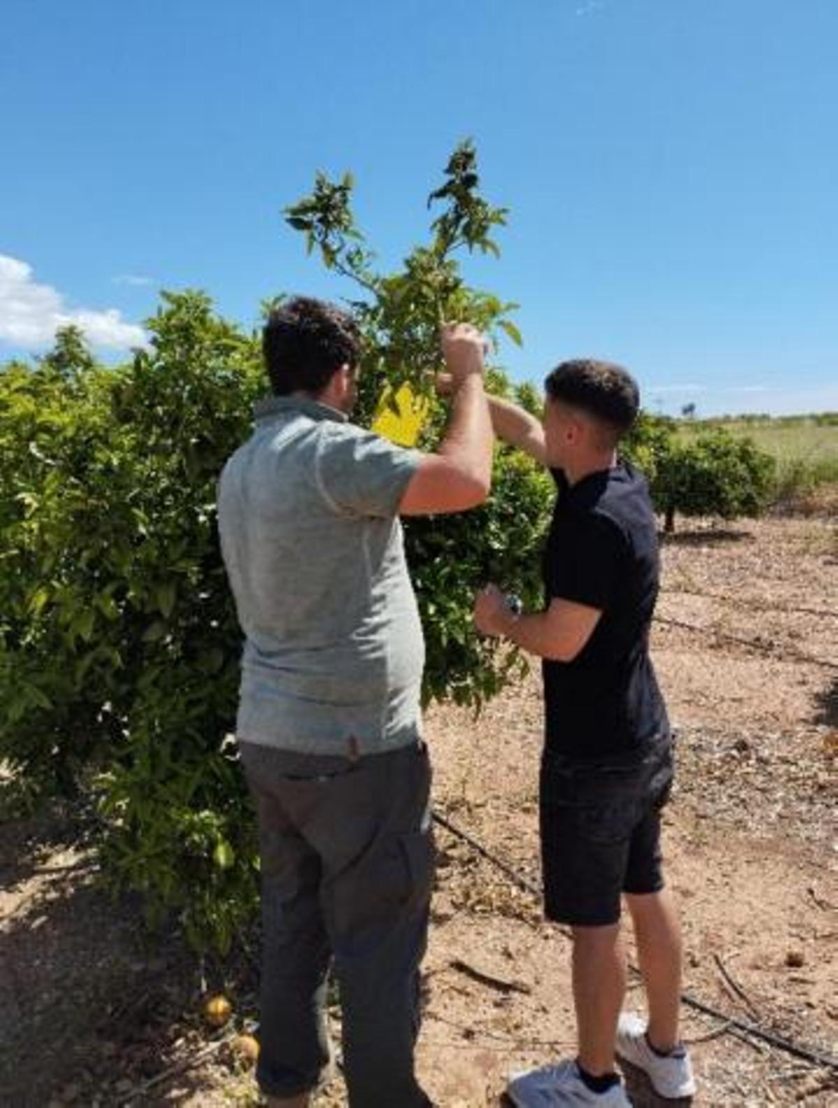 Muestreos realizados en la campaña estival del 2025.