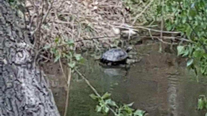 Las tortugas, integrantes de la fauna del río Duero