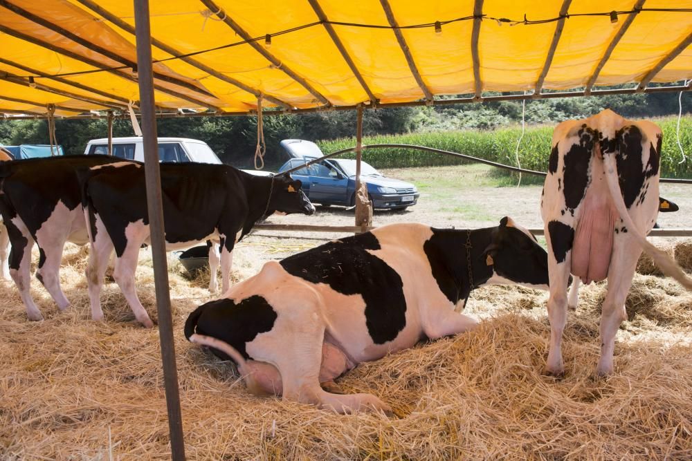 Feria de ganado en Santullano