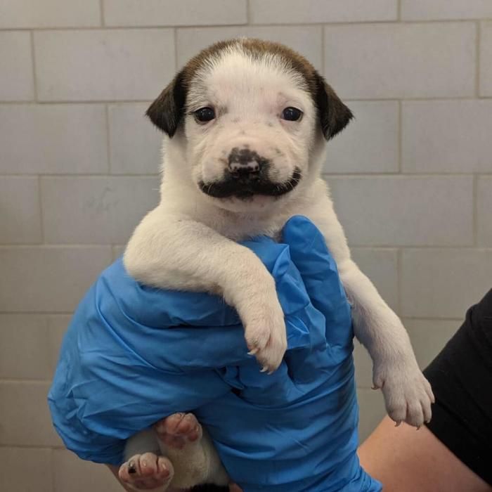 Un gos amb el bigoti de Dalí