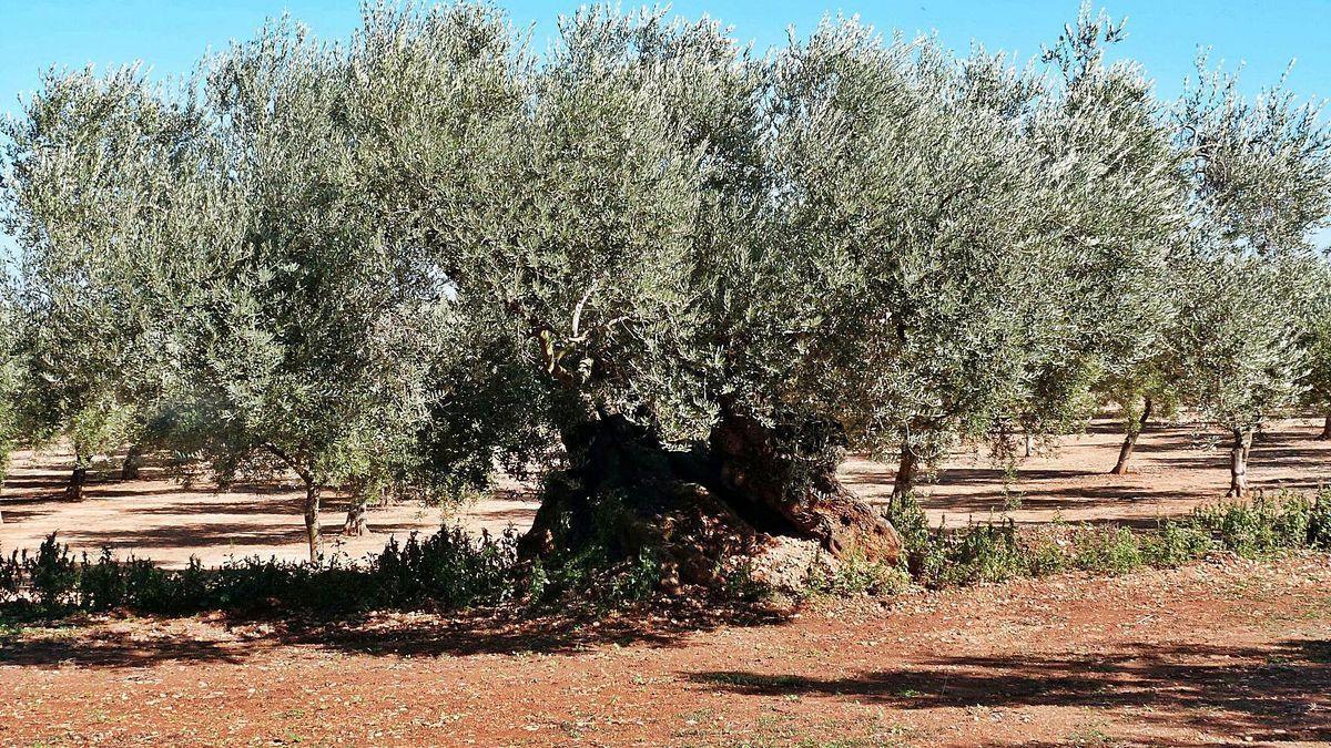 España posee una extensión en campos de olivos superior a los 2,5 millones de hectáreas.