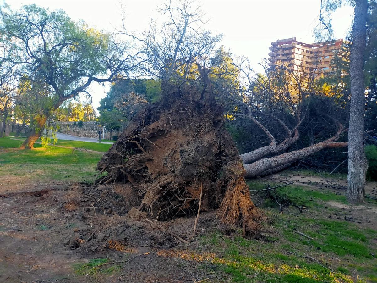 El Jardín del Turia, una zona de guerra tras el paso de la borrasca Leonardo