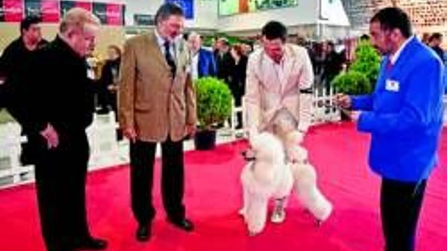 Un perro cao de agua es el ganador absoluto de la Exposición Canina