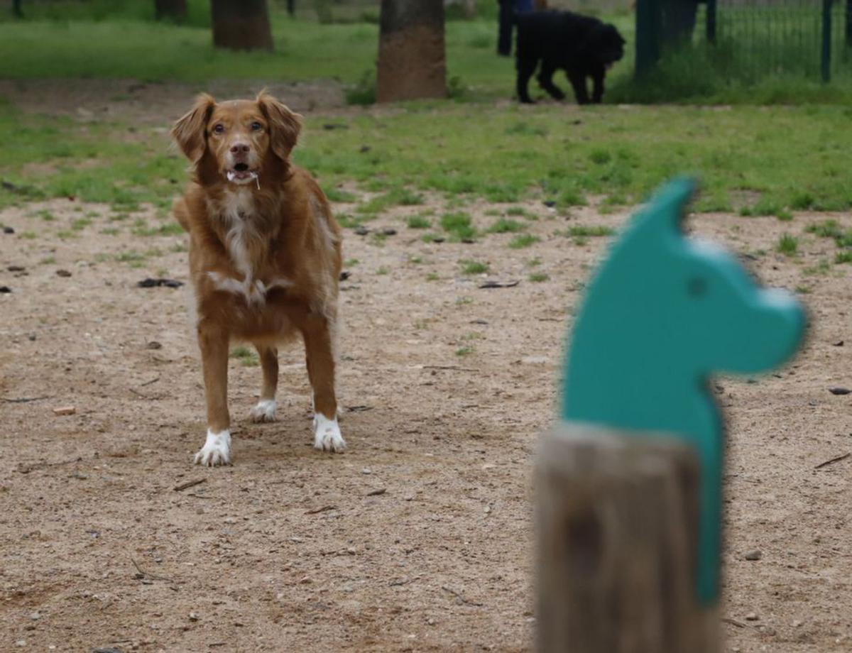 Dos personas con sus mascotas en una zona de esparcimiento canino.
