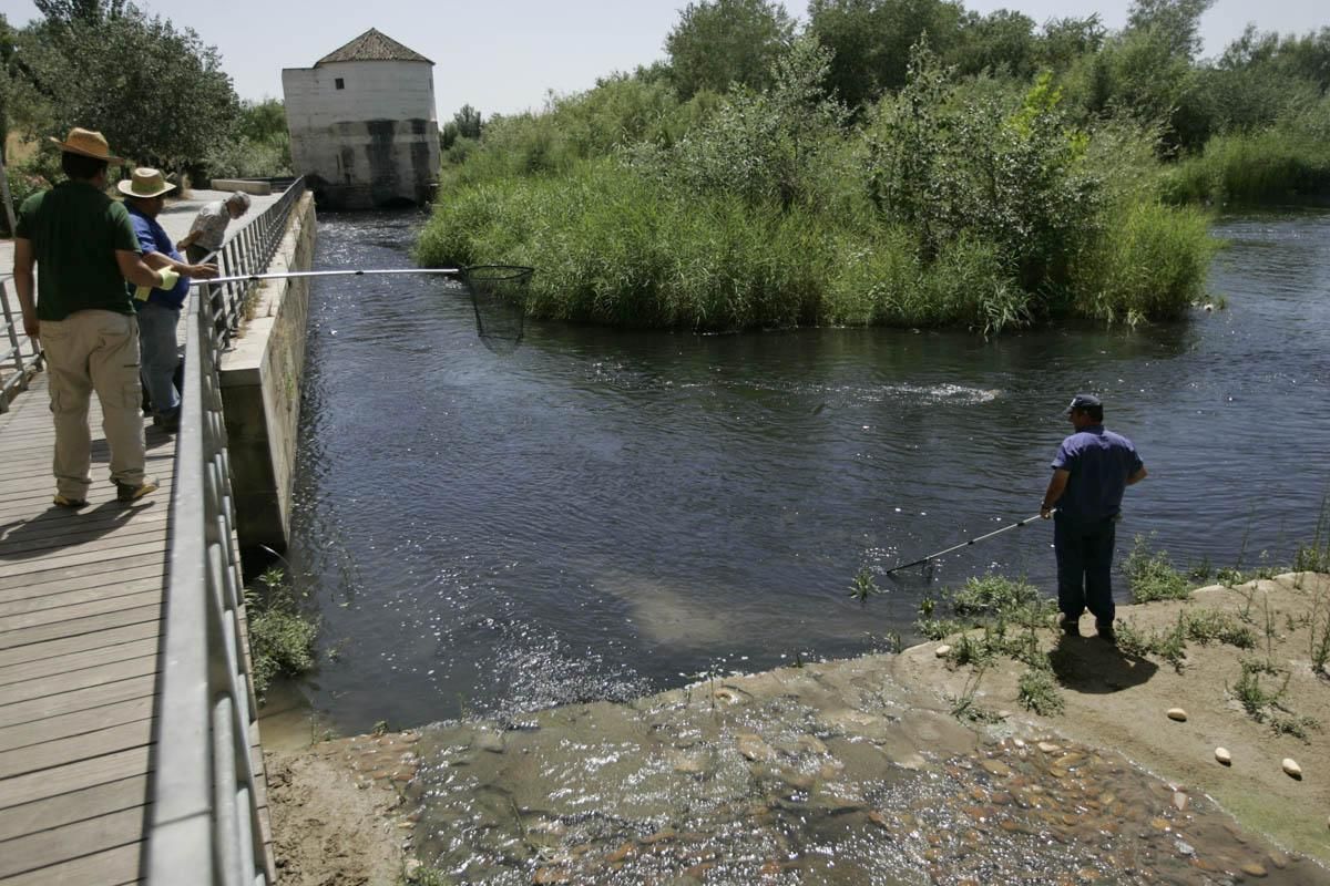 Fotogalería / Vertido de orujo en el Guadalquivir