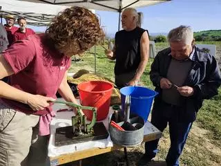 Un grup de voluntaris de l'Alta Segarra treballa per recuperar 27 varietats de ceps que s'han trobat els darrers anys