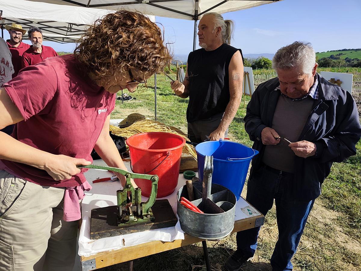 Treball d'empelt a la Vinya Museu del Pedró