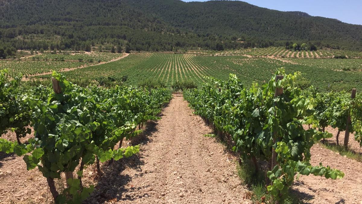 Bodegas Sierra Salinas de Villena