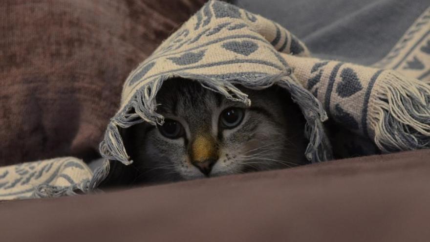 Encontrar al gato, la última aficion de los tuiteros // FARO