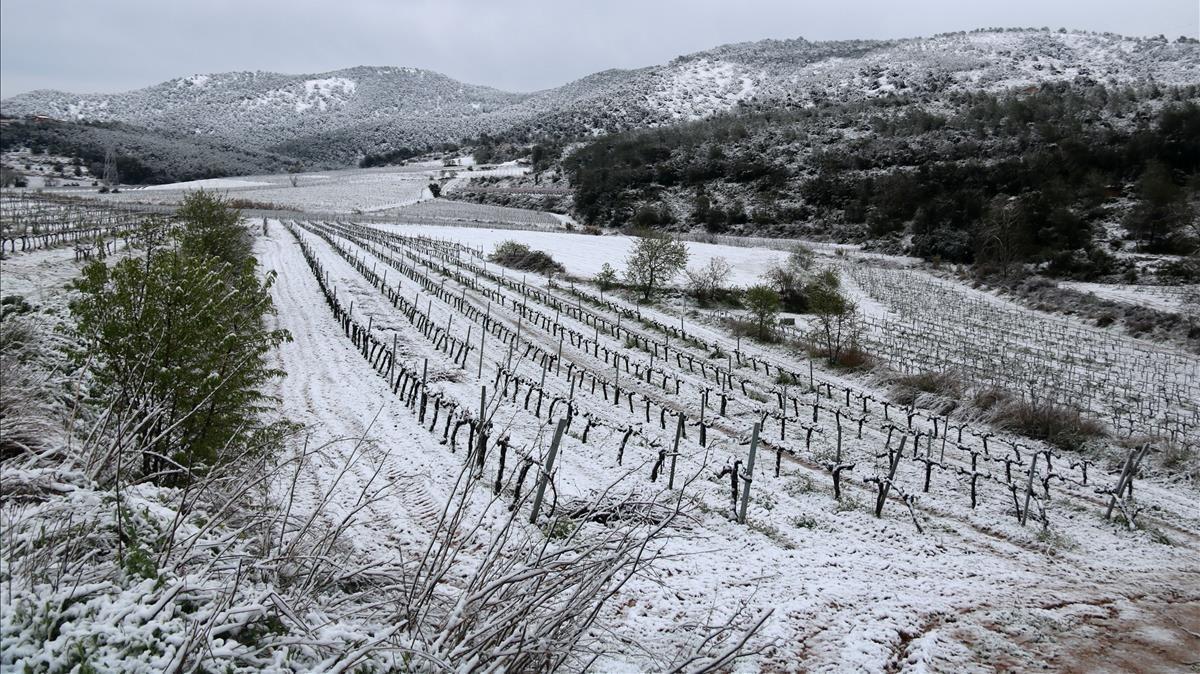 zentauroepp42587444 gran pla general d unes vinyes nevades a avinyonet del pened180320091006