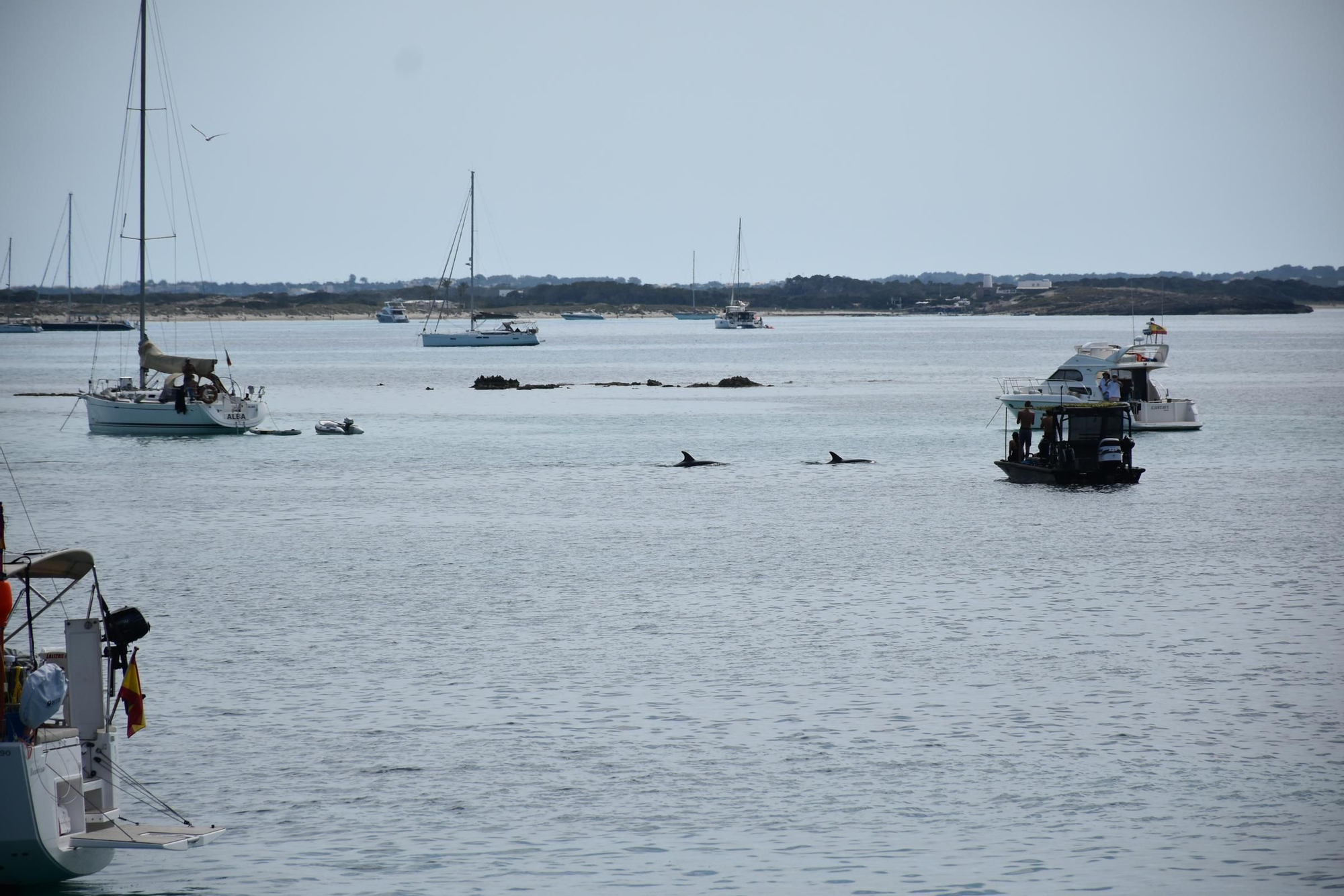 Delfines en  s'Espalmador