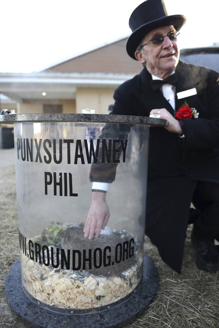 Groundhog co-handler Ploucha pets Phil in his cage following the annual prediction on Gobbler's Knob on the 130th Groundhog Day in Punxsutawney