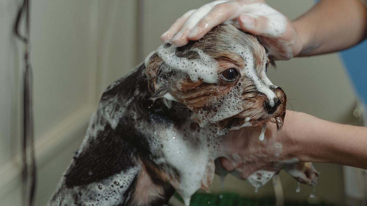 Baño de un perro.