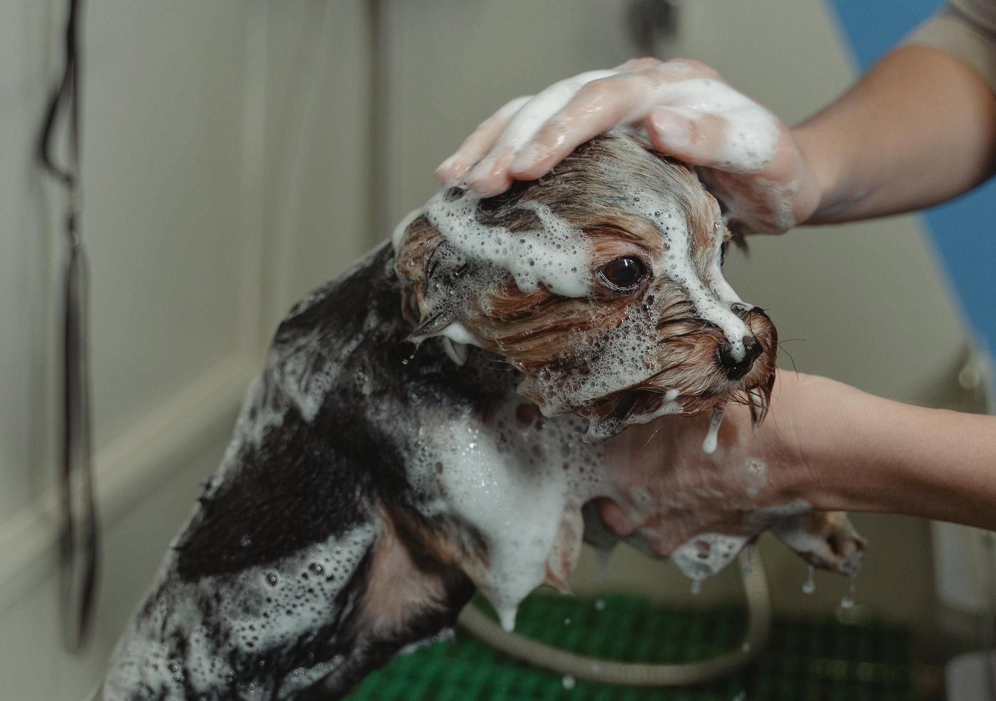 Introducen baño para perros que viajan