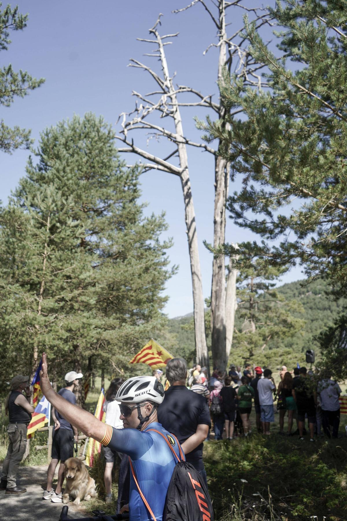 Imatges de l'Aplec del Pi de les Tres Branques Imatges de l'Aplec del Pi de les Tres Branques
