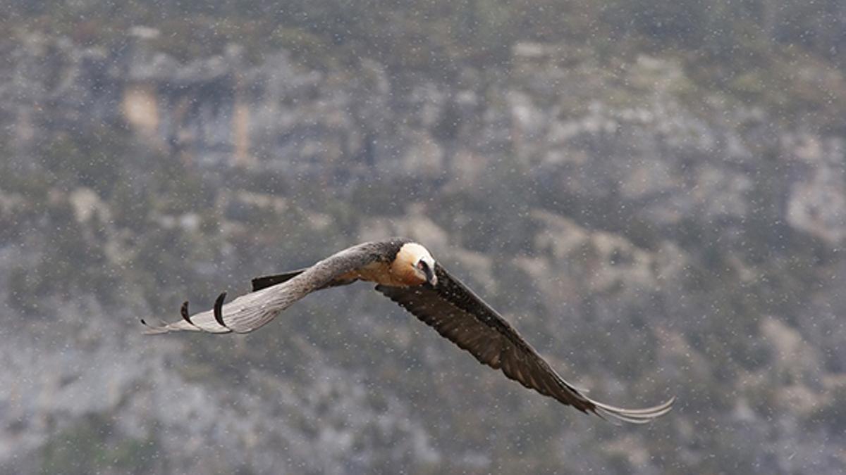 Un rompehuesos, en pleno vuelo.